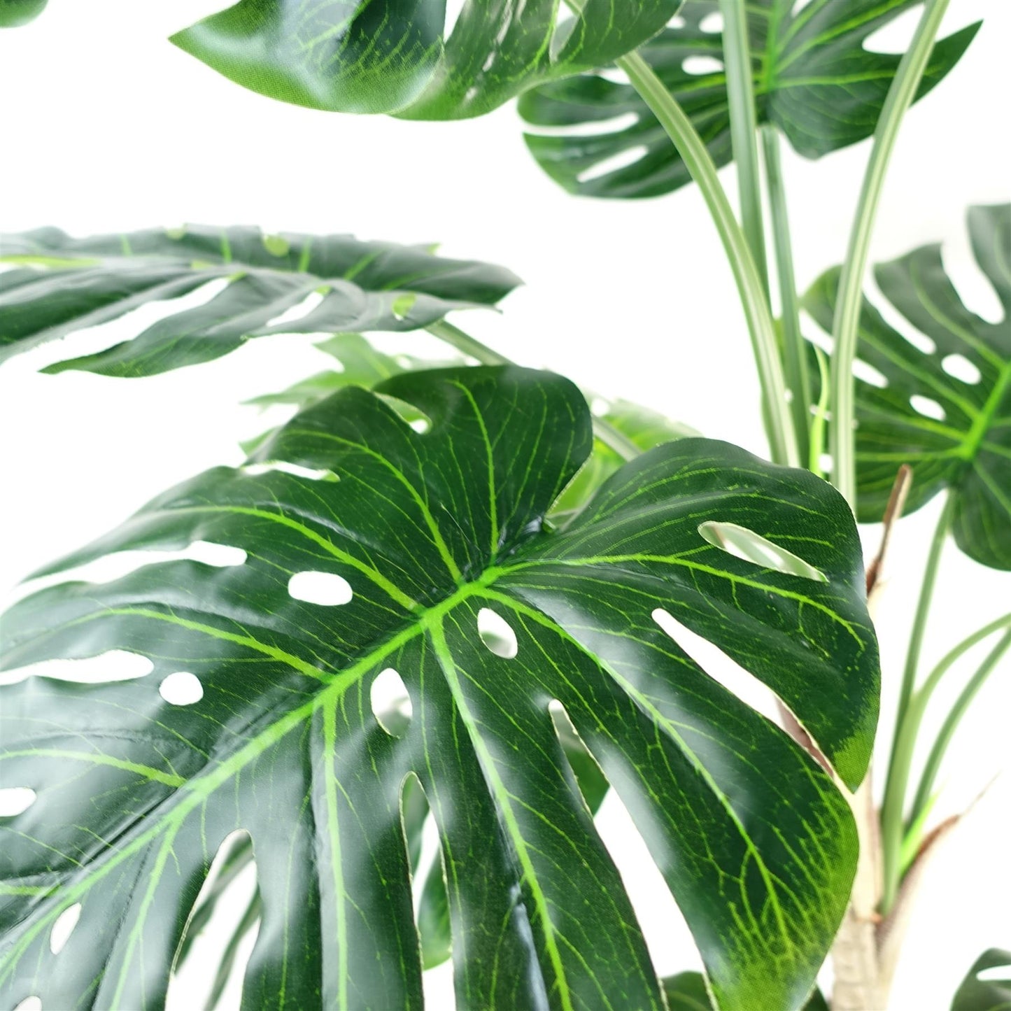 Stunning 150cm Luxury Monstera Plant in Elegant Black Pot - Perfect Home Decor! - plants - express.com
