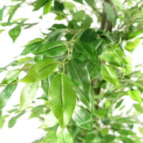 Stunning 180cm Artificial Ficus Tree - Lifelike Décor for Home & Office - plants - express.com