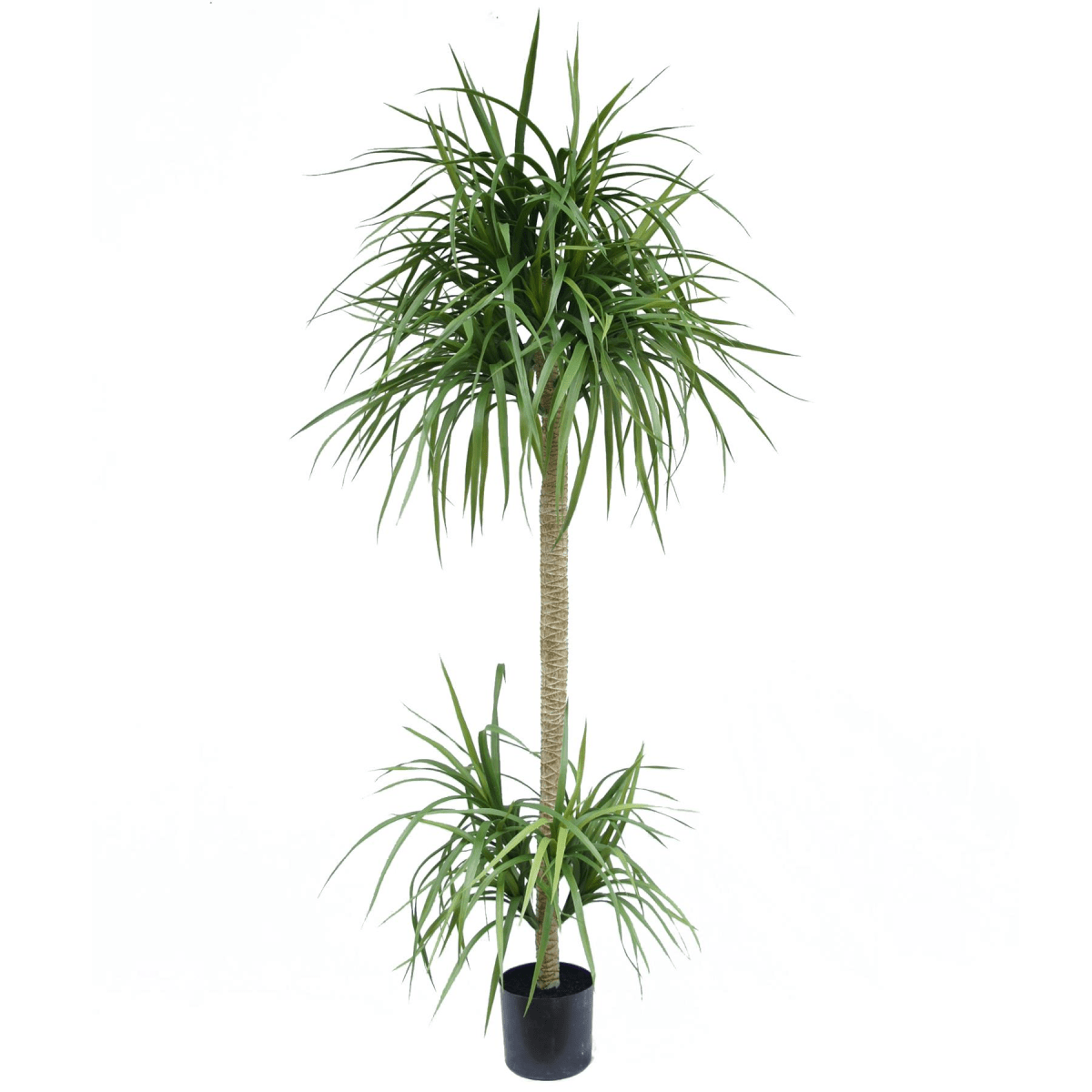 Stunning 180cm Realistic Artificial Dracaena Tree - No Maintenance Needed! - plants - express.com