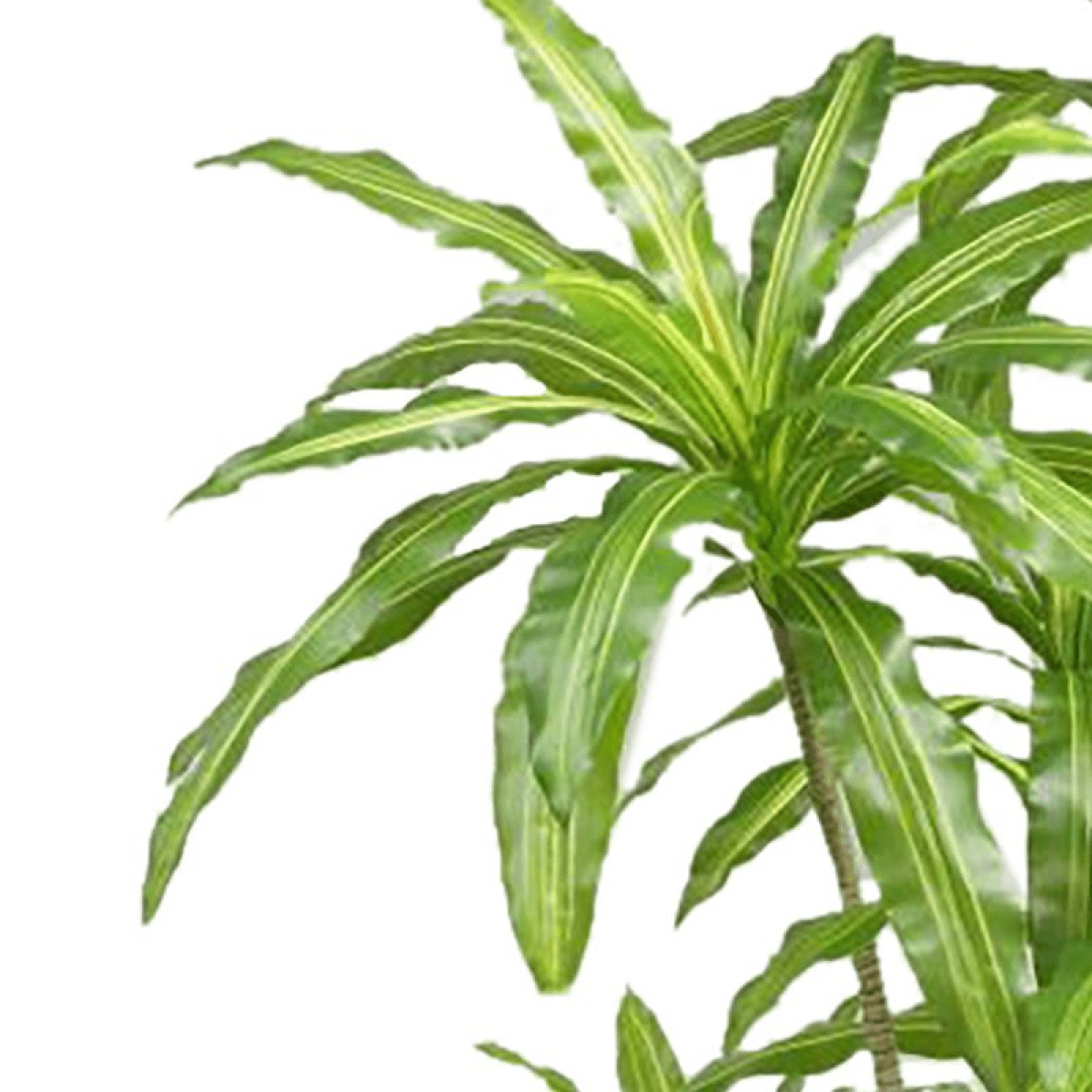 Stunning 180cm Realistic Artificial Dracaena Tree – No Maintenance Needed! - plants - express.com