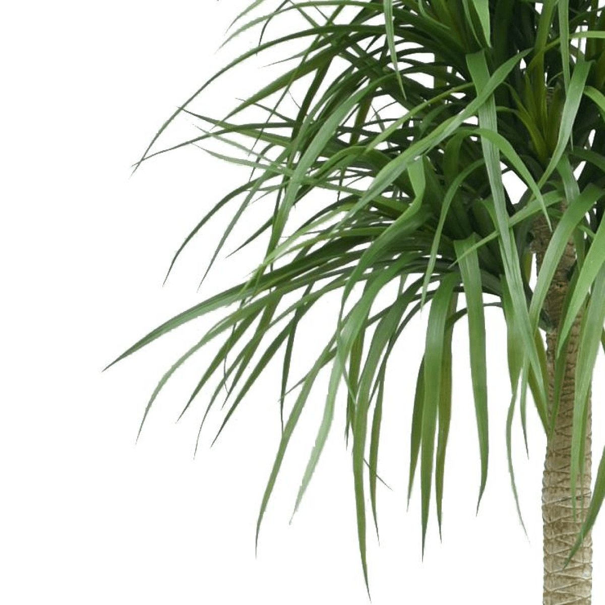 Stunning 180cm Realistic Artificial Dracaena Tree - No Maintenance Needed! - plants - express.com