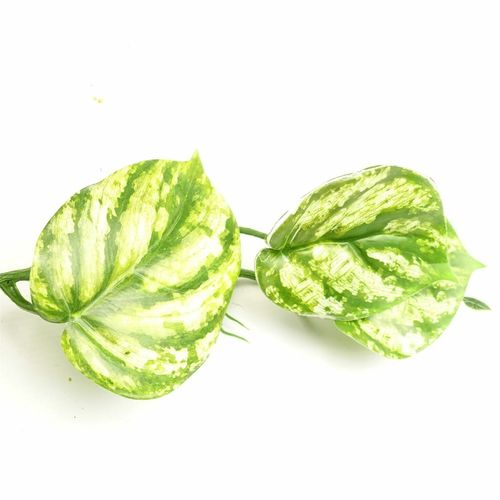 Stunning 180cm Realistic Devil's Ivy Trailing Plant - Perfect for Any Space! - plants - express.com