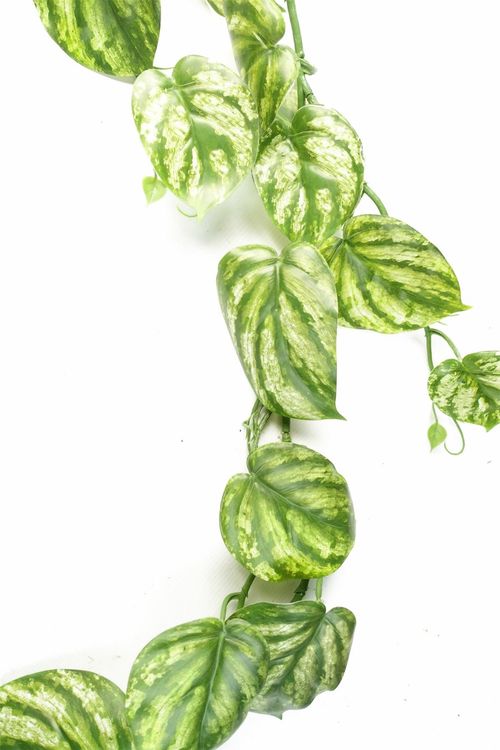 Stunning 180cm Realistic Devil's Ivy Trailing Plant - Perfect for Any Space! - plants - express.com