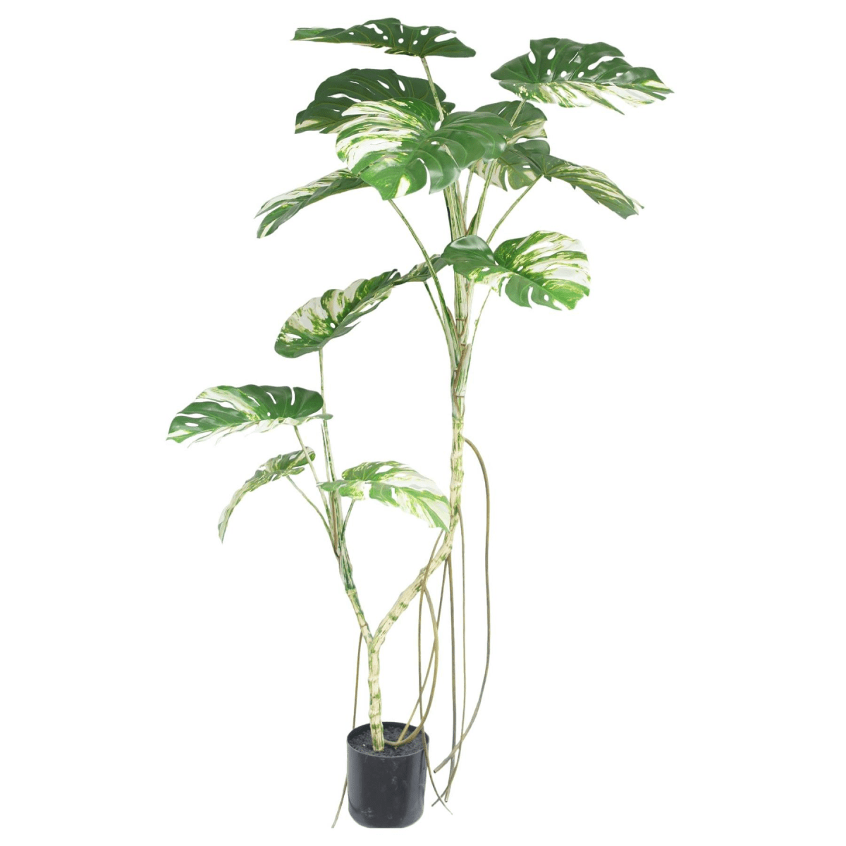 Stunning 180cm Variegated Monstera Artificial Tree - Tropical Elegance Indoors! - plants - express.com