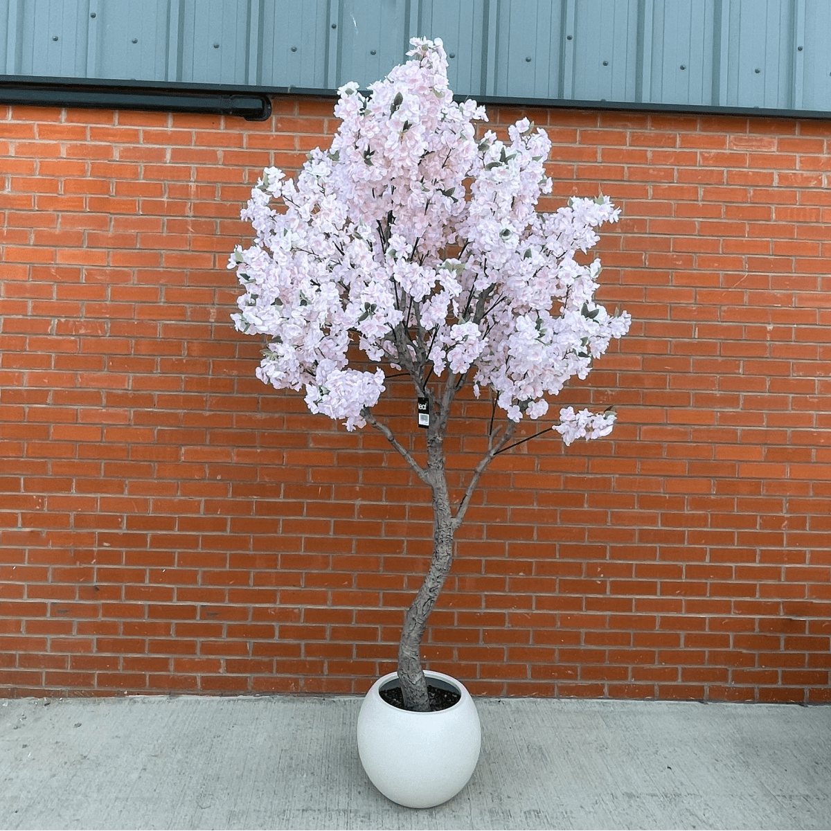 Stunning 260cm XXL Cherry Blossom Tree with Elegant Decorative Planter - plants - express.com