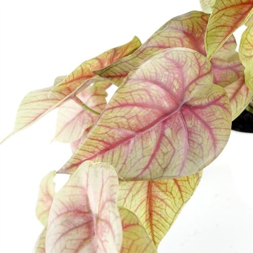 Stunning 30cm Pink Caladium Artificial Plant in White Decorative Pot - plants - express.com