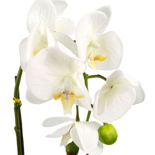 Stunning 46cm Real Touch White & Gold Orchid Plant in Decorative Pot - plants - express.com