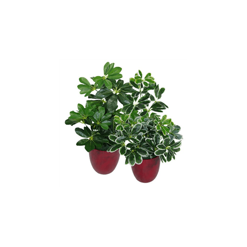 Stunning 55cm Variegated Artificial Umbrella Plant - Lifelike Foliage & Customizable! - plants - express.com