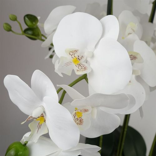 Stunning 60cm Orchid in Elegant White Marble Ceramic Planter - Botanik - plants - express.com