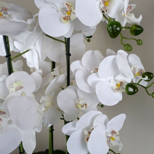 Stunning 60cm Orchid in Elegant White Marble Ceramic Planter - Botanik - plants - express.com