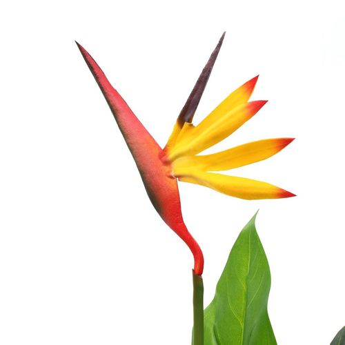 Stunning 66cm Artificial Bird of Paradise Plant – Vibrant Colors & Perfect Decor! - plants - express.com