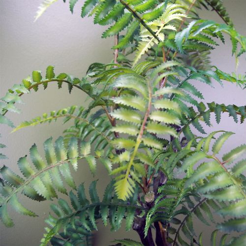 Stunning 70cm Faux Tree Fern in Elegant Decorative Planter - Instant Greenery! - plants - express.com