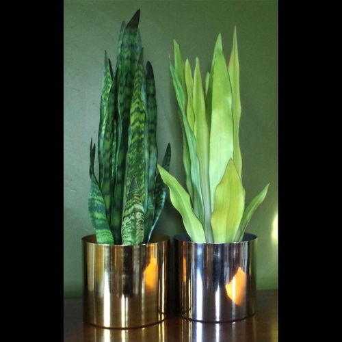 Stunning 70cm Sansevieria Zeylanica - Lifelike Faux Plant for Any Space - plants - express.com