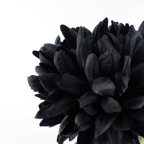 Stunning 75cm Black Silk Reflex Chrysanthemum - Perfect for Luxurious Arrangements - plants - express.com