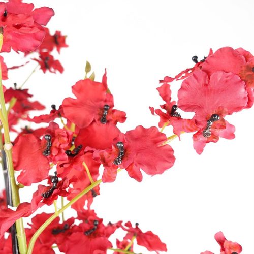 Stunning 90cm Red Oncidium Orchid in Elegant Stoneware Planter - plants - express.com