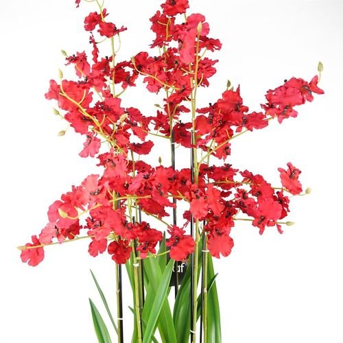 Stunning 90cm Red Oncidium Orchid in Elegant Stoneware Planter - plants - express.com