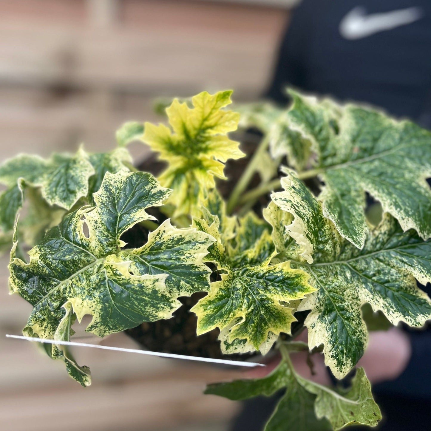 Stunning Acanthus mollis 'White Water' – 2L Pot, Perfect for Sunny Borders! - plants - express.com