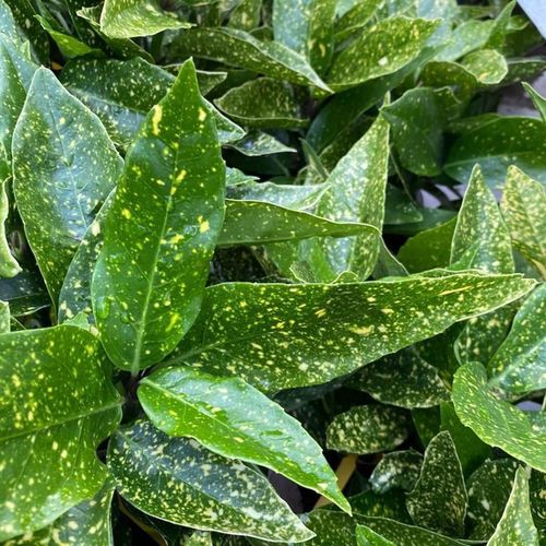 Stunning Aucuba Japonica - Spotted Laurel 1.5L | Multibuy Savings Available! - plants - express.com
