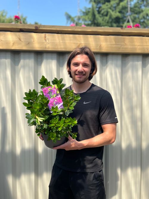 Stunning Evergreen Azalea 'Koningstein' - 3L Blooming Beauty! - plants - express.com