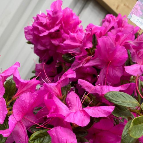 Stunning Evergreen Azalea 'Koningstein' - 3L Blooming Beauty! - plants - express.com