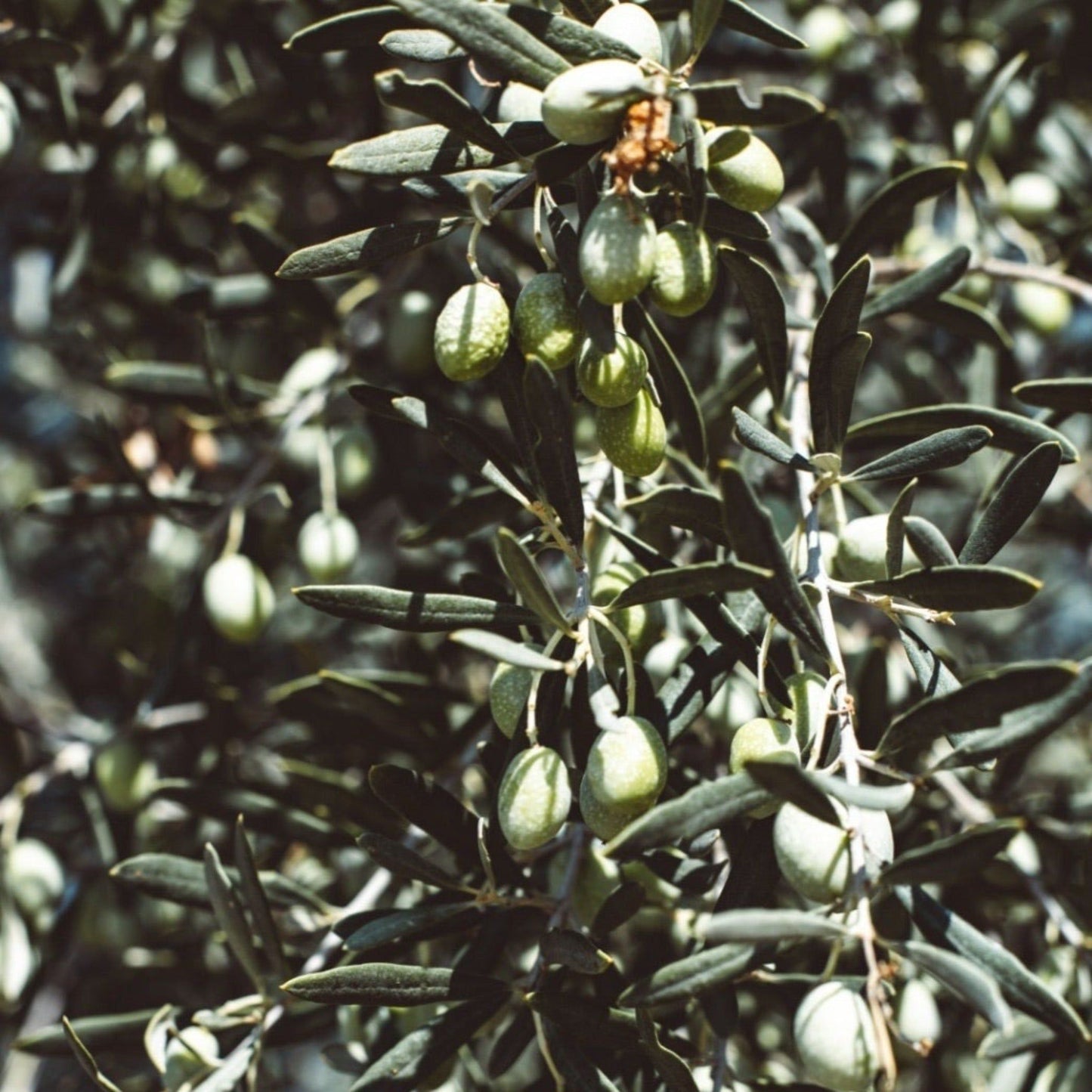 Stunning Olive Tree - 1.7 - 1.8m, Low Maintenance, Buy 2 for 10% Off! - plants - express.com