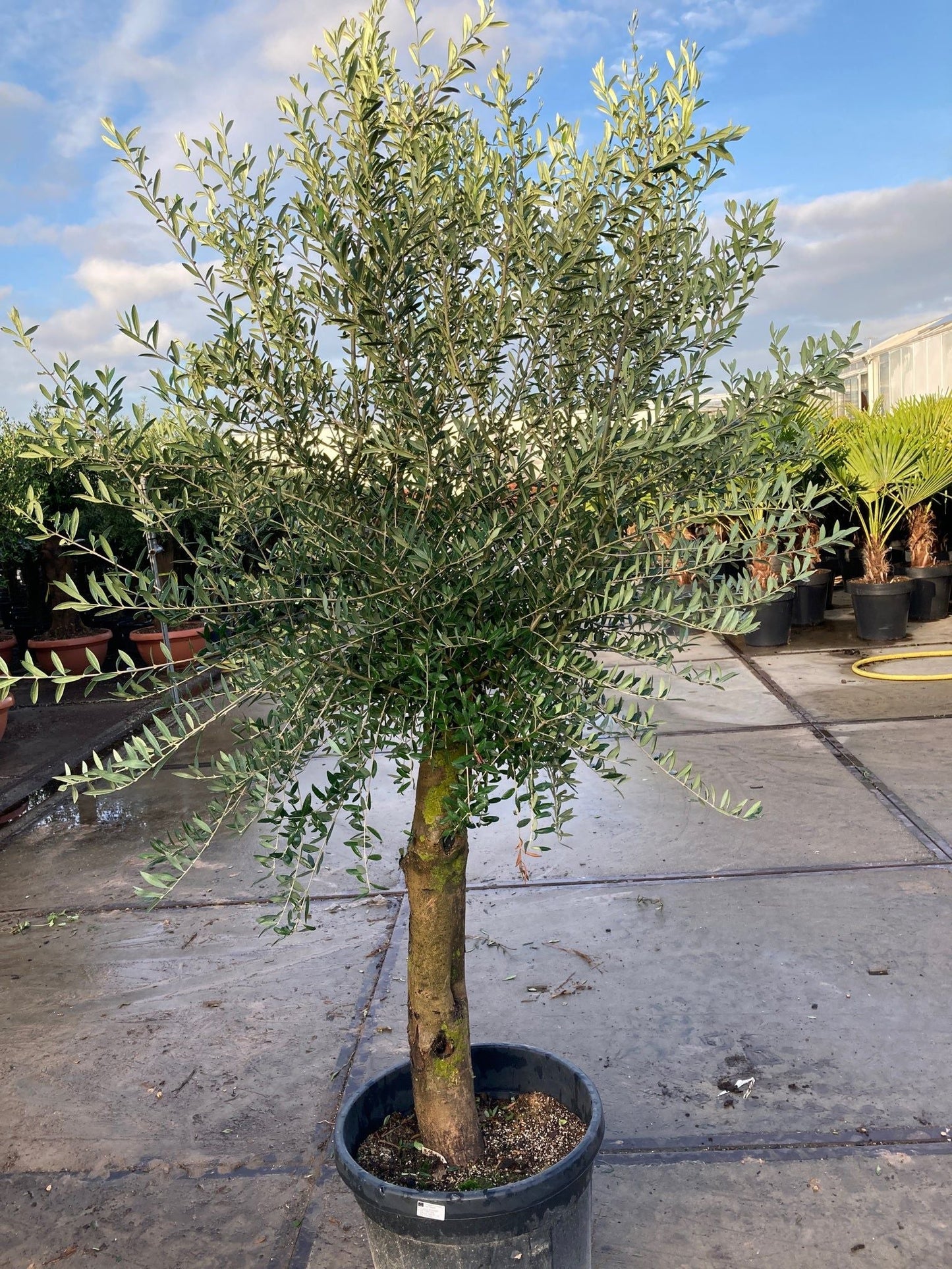 Stunning Olive Tree - 1.7 - 1.8m, Low Maintenance, Buy 2 for 10% Off! - plants - express.com