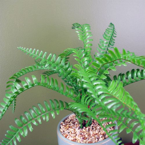 Stylish 40cm Faux Fern in Elegant Ceramic Planter & Stand - Perfect Decor! - plants - express.com