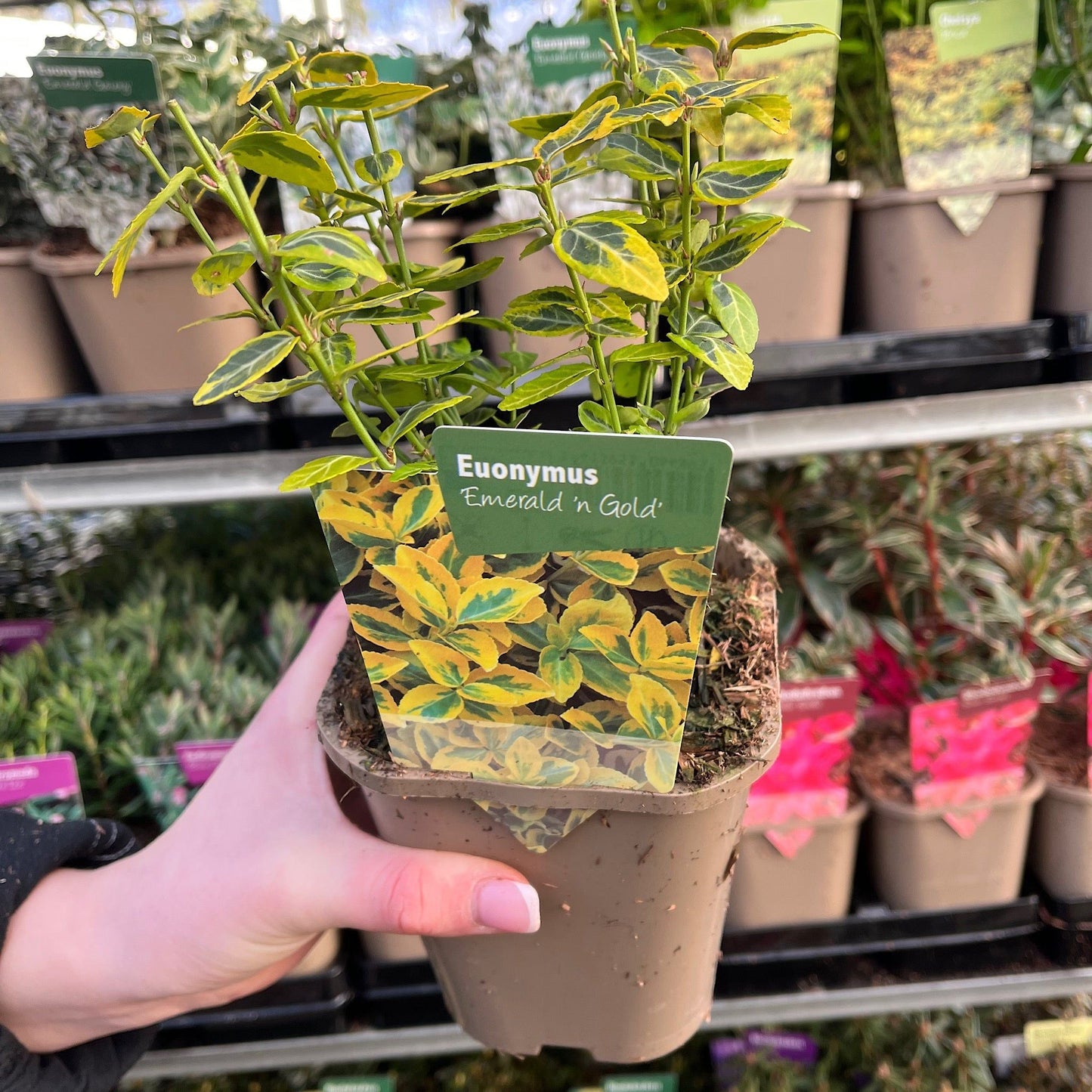 Sun - Loving Shrub Collection: 5 Beautiful Varieties for Vibrant Gardens - plants - express.com