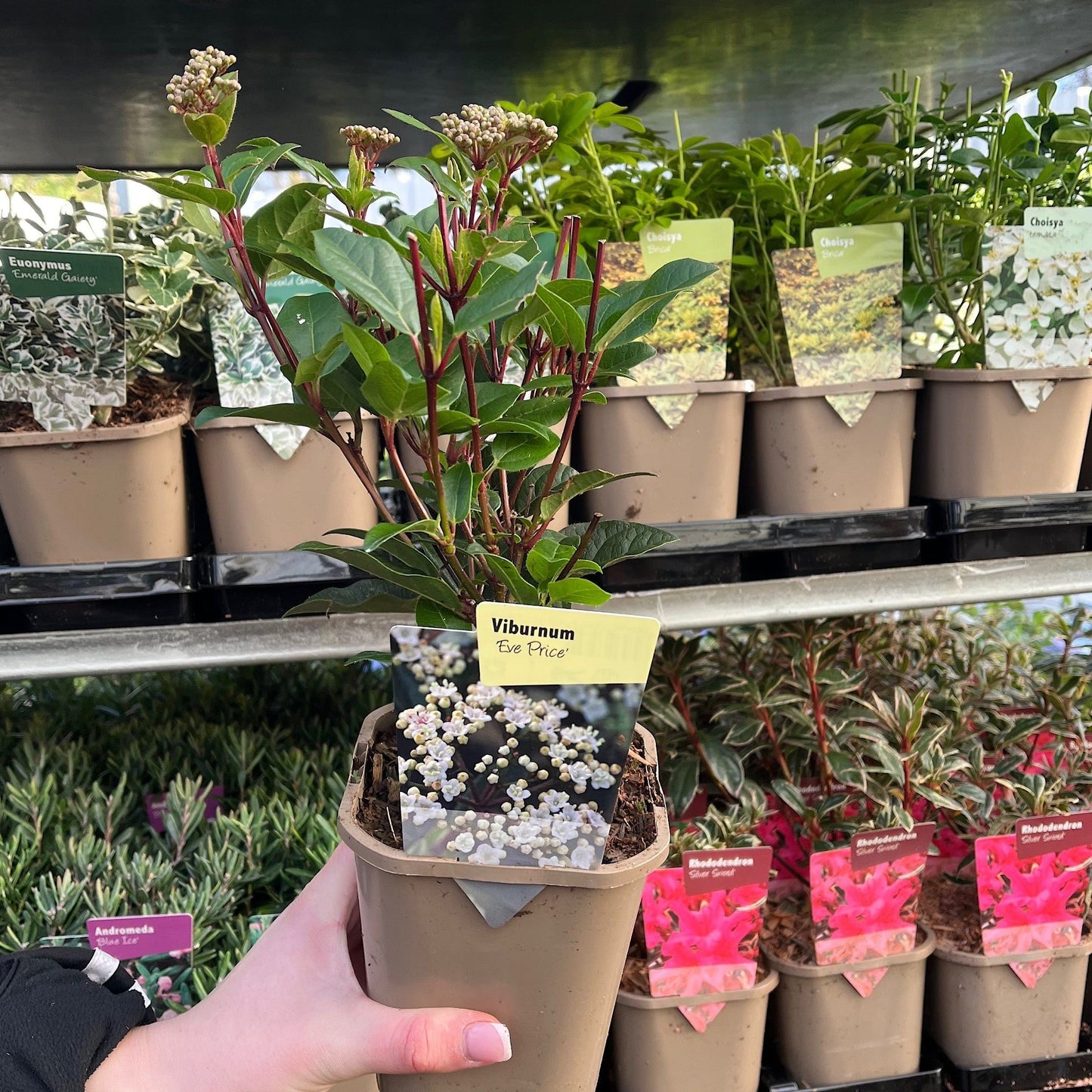 Sun - Loving Shrub Collection: 5 Beautiful Varieties for Vibrant Gardens - plants - express.com