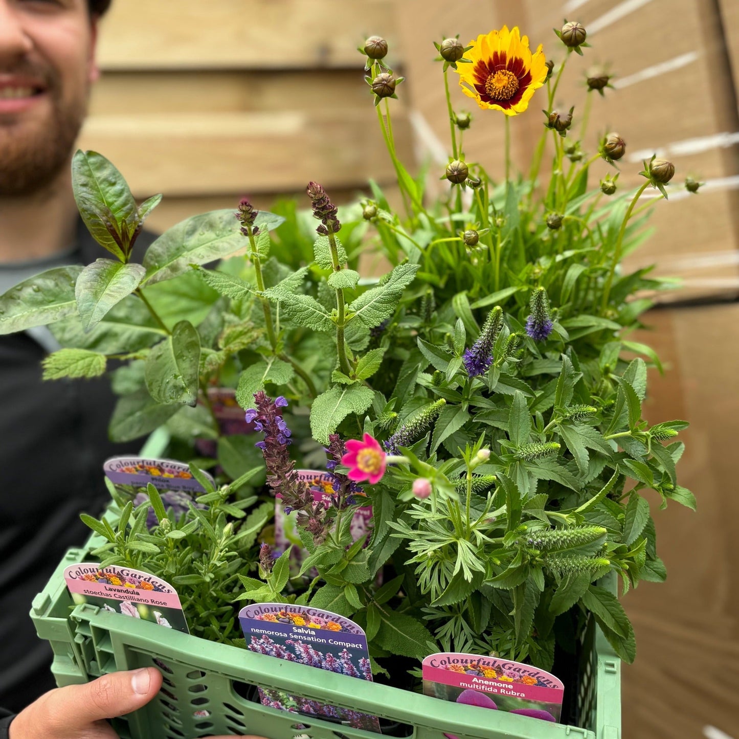 Surprise Mystery Plant Box: £45 Value for Just £25 - Unleash Garden Magic! - plants - express.com