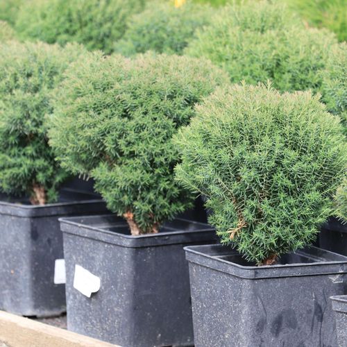 Tiny Teddy Thuja - Charming Dwarf Evergreen Shrub (Pre - Order March 2025) - plants - express.com