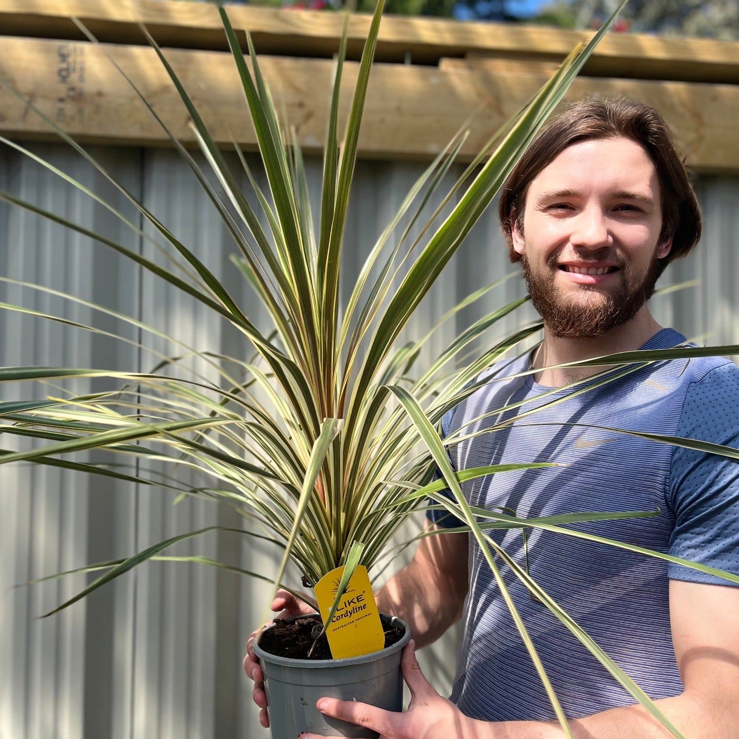 Torbay Dazzler Cordyline - Compact Tropical Garden Gem in 1.5L Pot - plants - express.com
