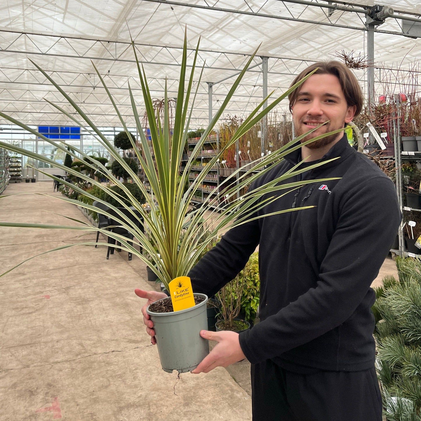 Torbay Dazzler Cordyline - Compact Tropical Garden Gem in 1.5L Pot - plants - express.com