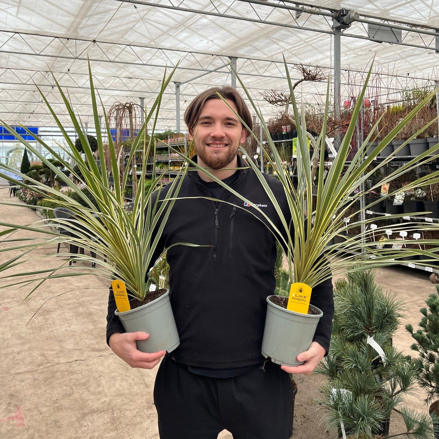 Torbay Dazzler Cordyline - Compact Tropical Garden Gem in 1.5L Pot - plants - express.com