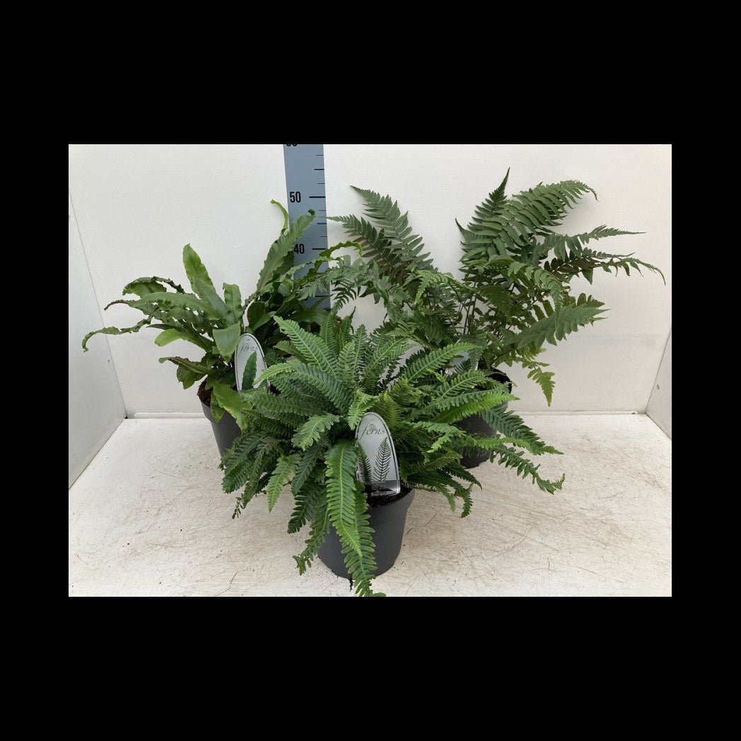 Trio of Lush Ferns in 11cm Pots - Perfect for Shade, Low Maintenance! - plants - express.com