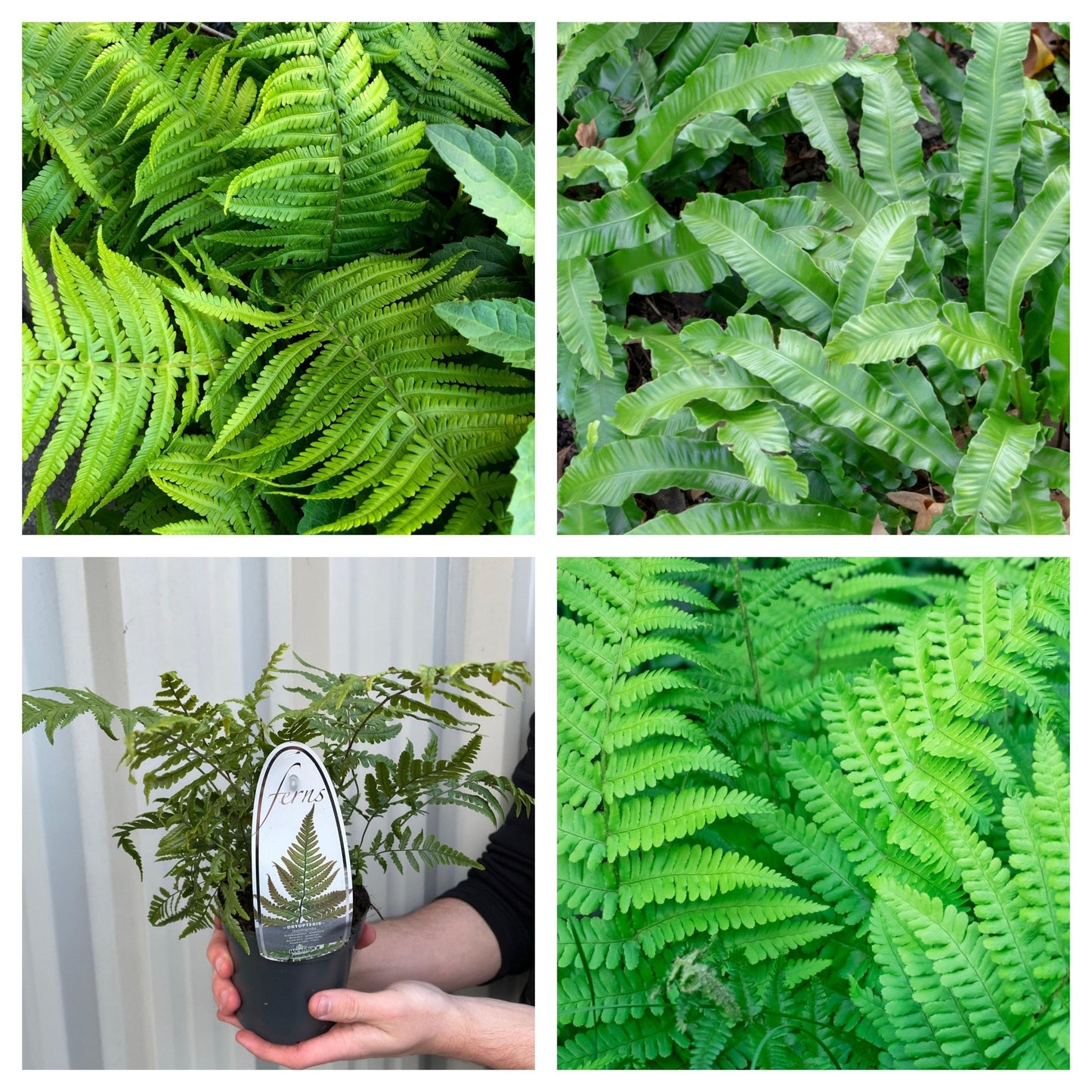 Trio of Lush Ferns in 11cm Pots - Perfect for Shade, Low Maintenance! - plants - express.com