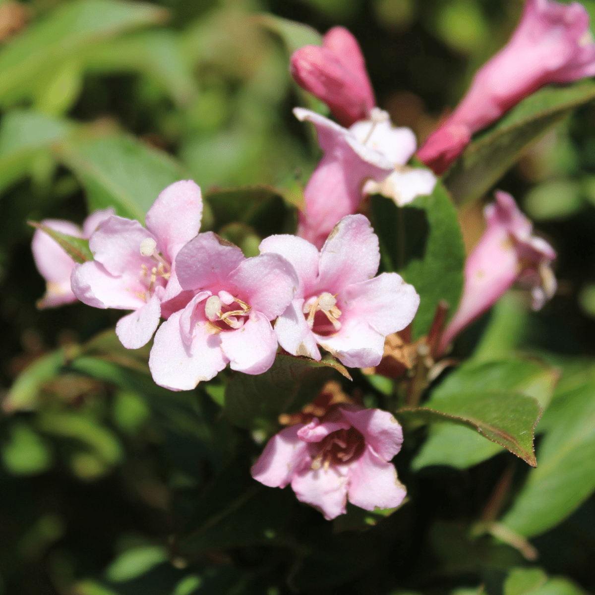 Trio of Vibrant 9cm Mixed Weigela - Lush Colors for Your Garden! - plants - express.com