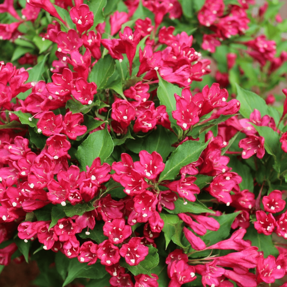Trio of Vibrant 9cm Mixed Weigela - Lush Colors for Your Garden! - plants - express.com