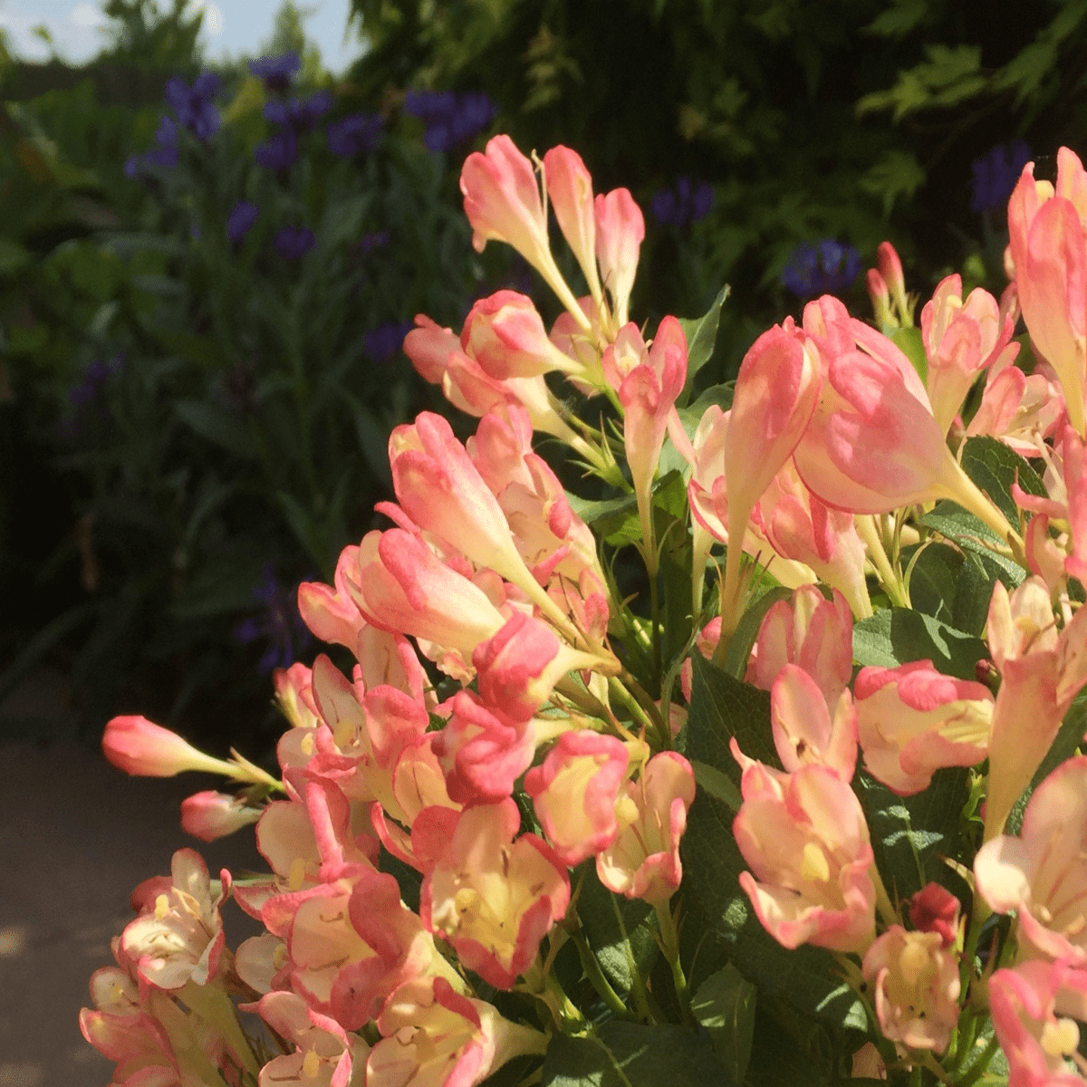 Trio of Vibrant 9cm Mixed Weigela - Lush Colors for Your Garden! - plants - express.com