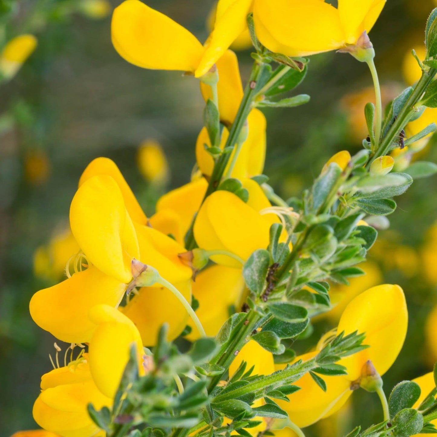Triple Blooming Cytisus 2L Trio - Vibrant, Low - Maintenance Garden Beauties! - plants - express.com