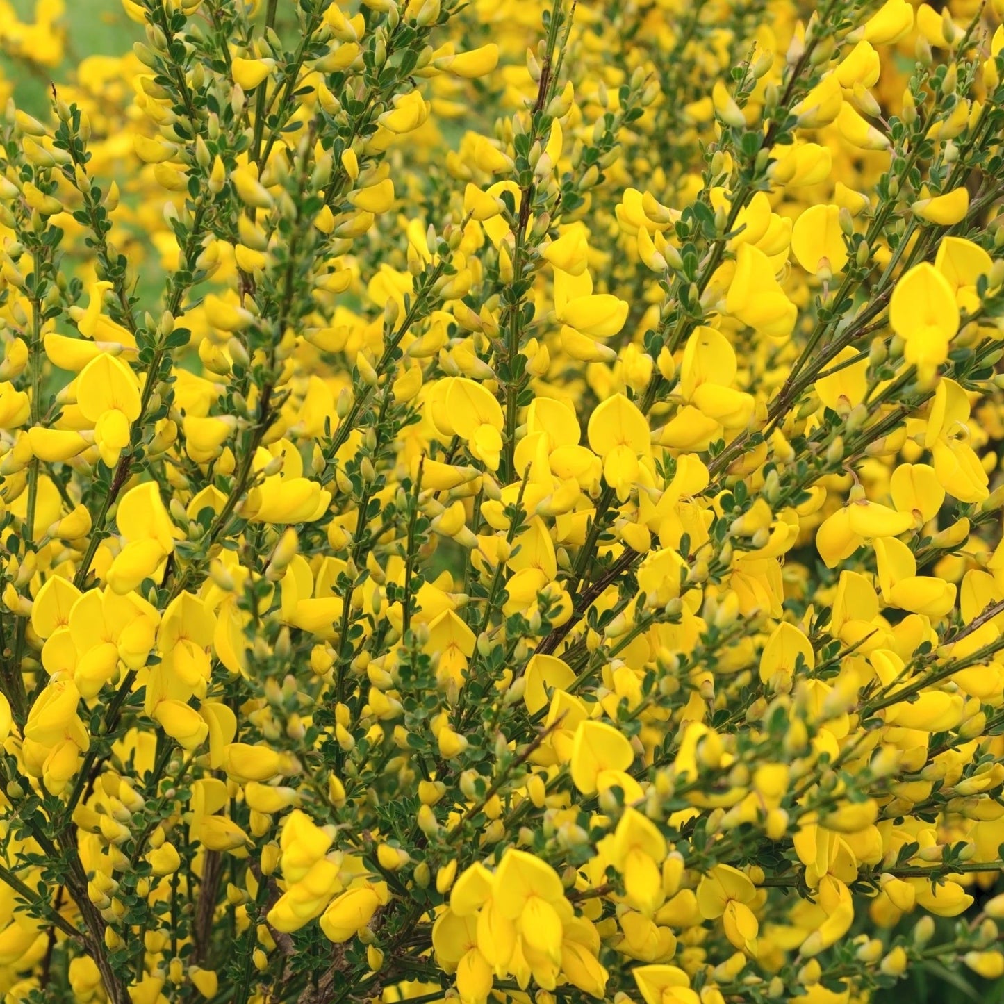 Triple Blooming Cytisus 2L Trio - Vibrant, Low - Maintenance Garden Beauties! - plants - express.com