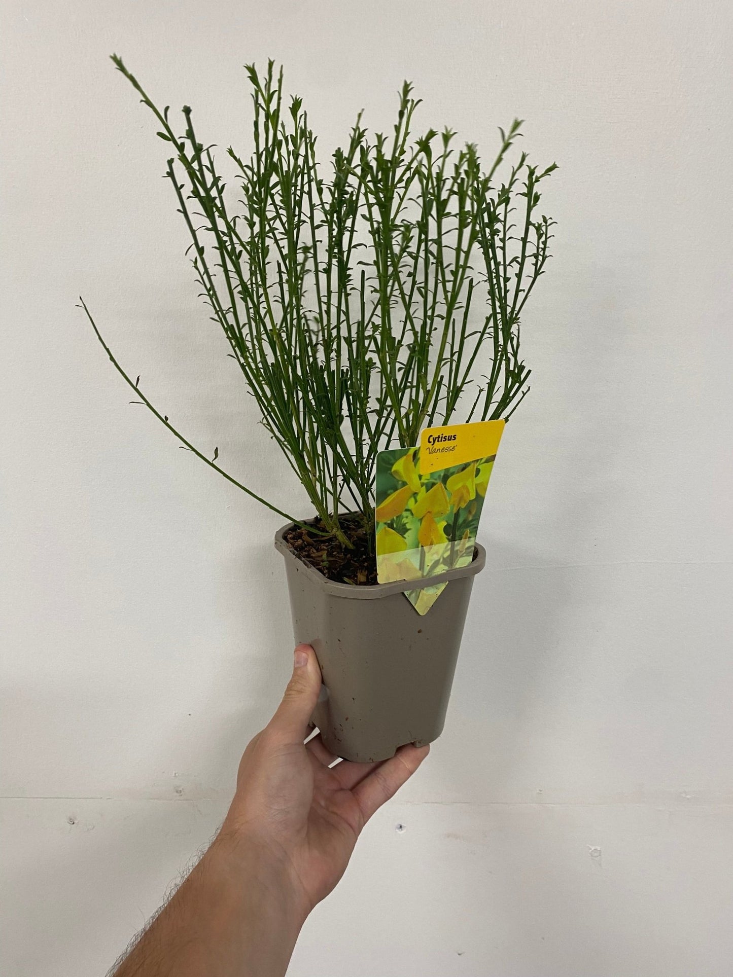 Triple Blooming Cytisus 2L Trio - Vibrant, Low - Maintenance Garden Beauties! - plants - express.com