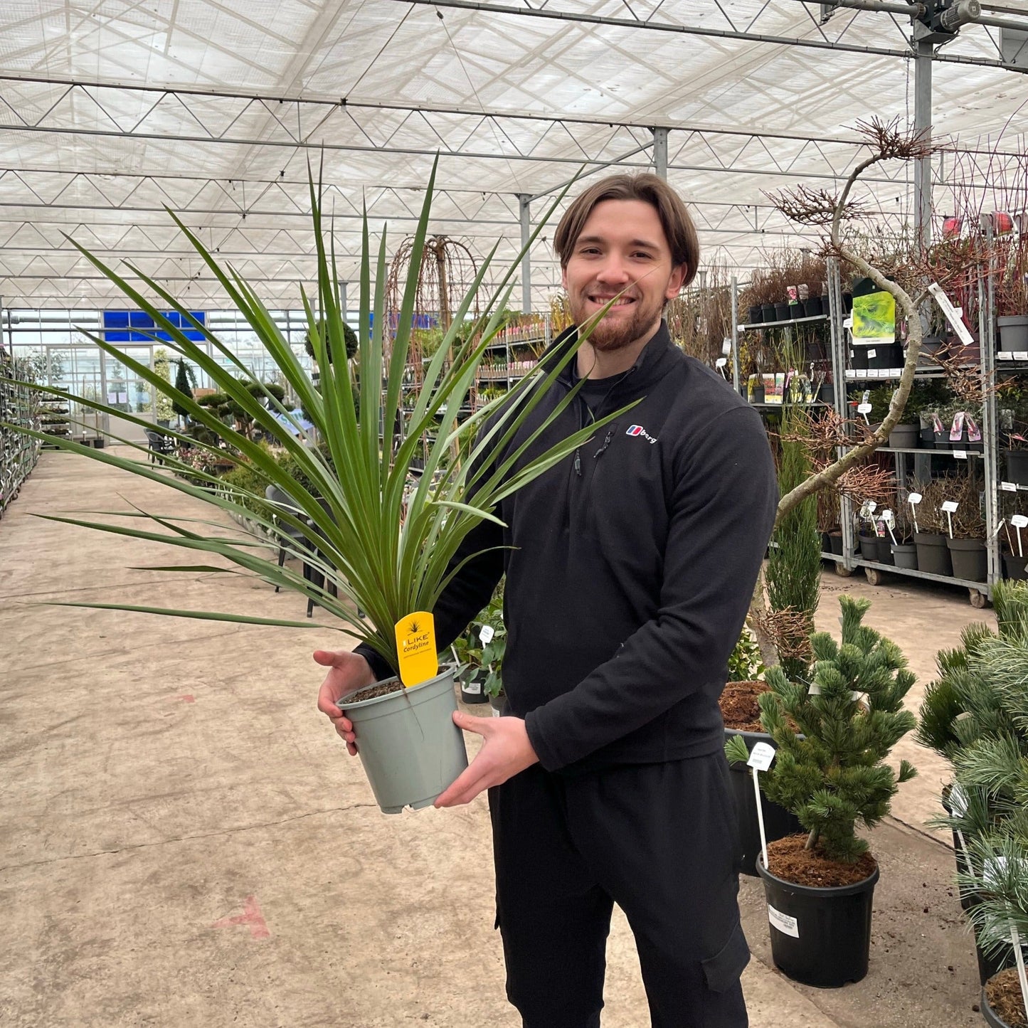 Tropical Elegance: Cordyline australis Peko Compact Green Palm - Low Maintenance - plants - express.com