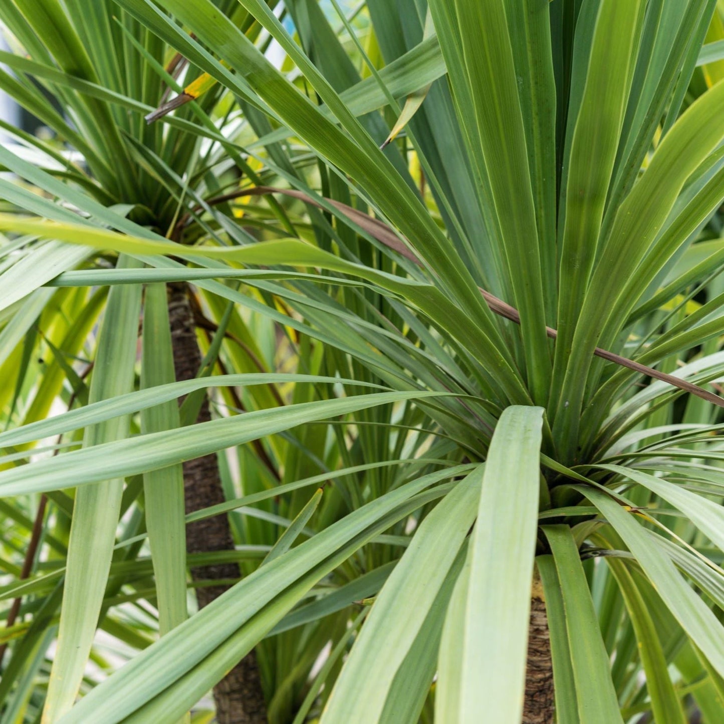 Tropical Elegance: Cordyline australis Peko Compact Green Palm - Low Maintenance - plants - express.com