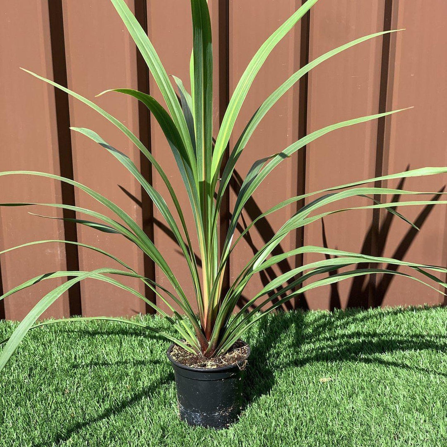 Tropical Elegance: Cordyline australis Peko Compact Green Palm - Low Maintenance - plants - express.com