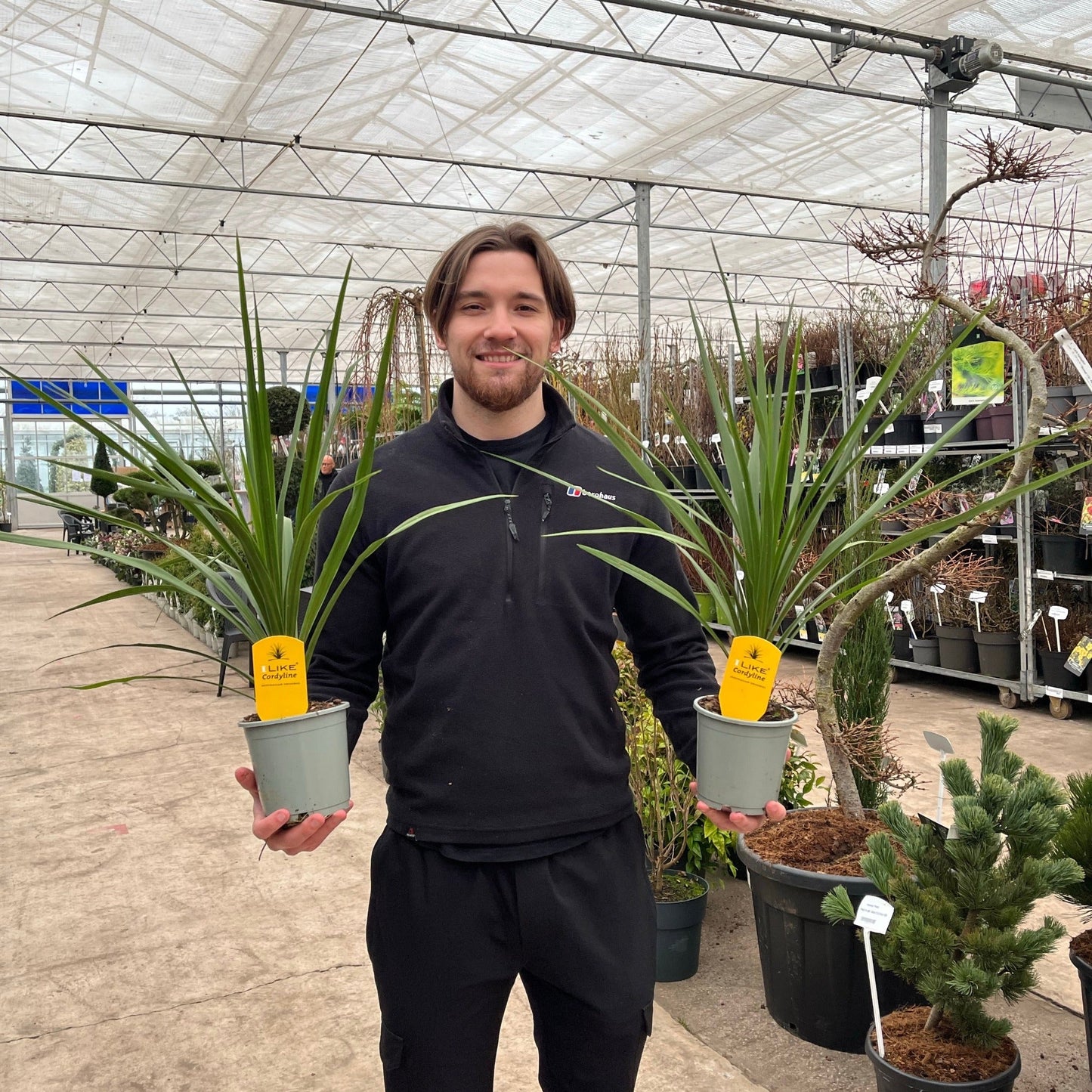 Tropical Elegance: Cordyline australis Peko Compact Green Palm - Low Maintenance - plants - express.com