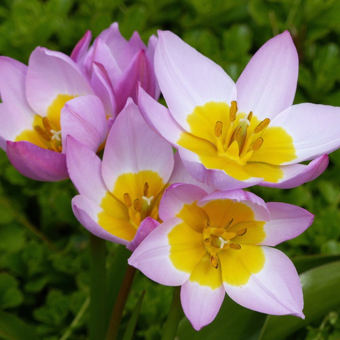 Tulip Bakerii 'Lilac Wonder' (8 Bulbs) - plants - express.com