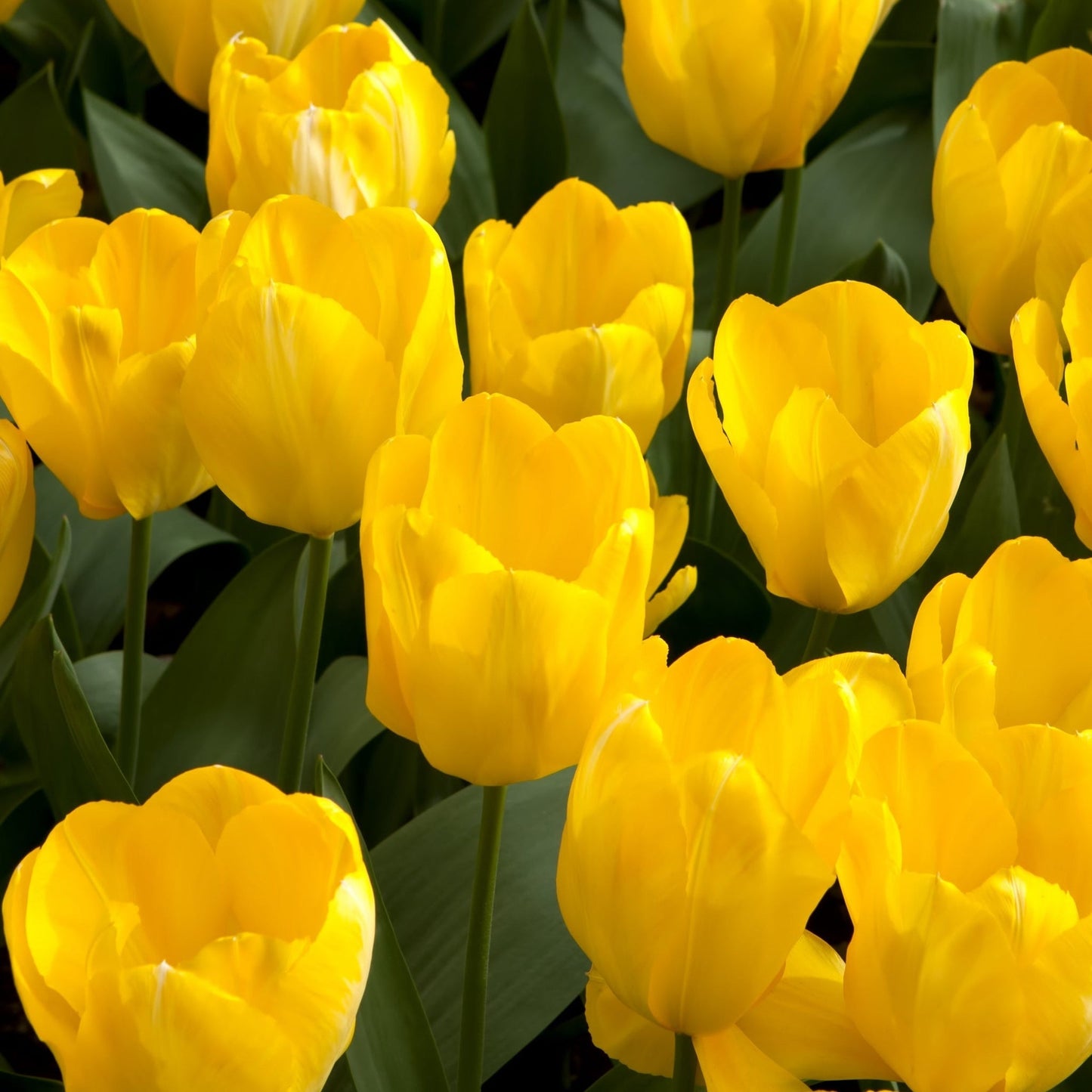 Tulip 'Candela' (6 Bulbs) - plants - express.com