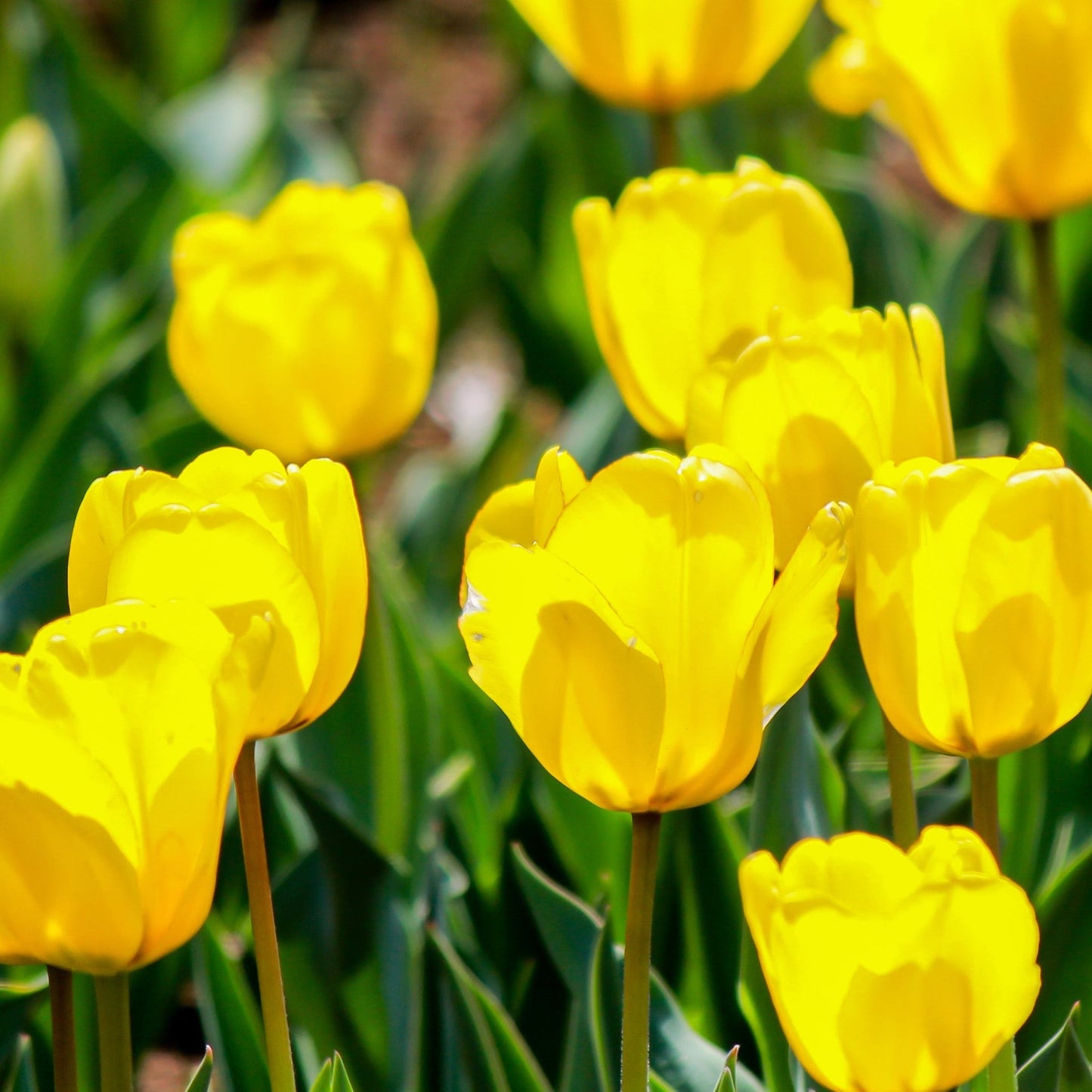 Tulip 'Candela' (6 Bulbs) - plants - express.com