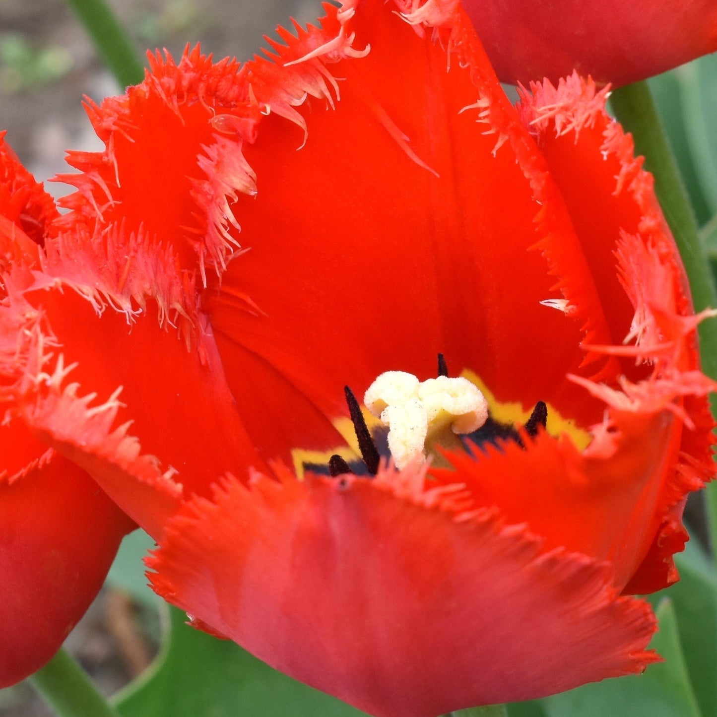 Tulip 'Crystal Beauty' (6 Bulbs) - plants - express.com